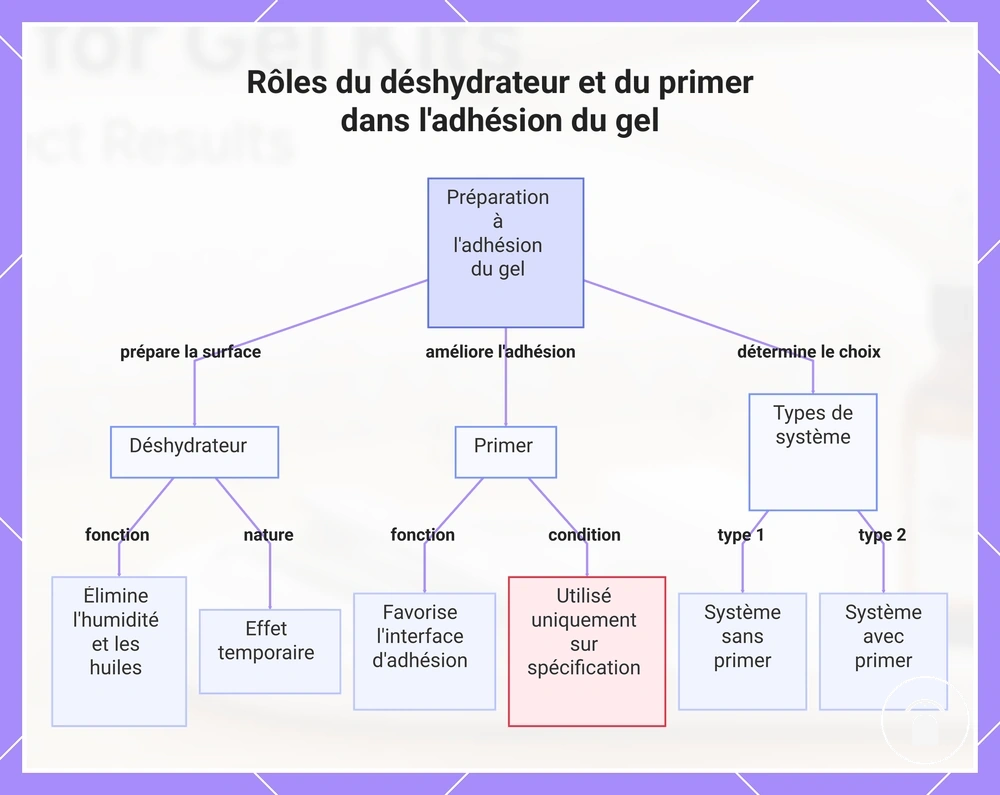 Rôles du déshydrateur et du primer dans l'adhésion du gel